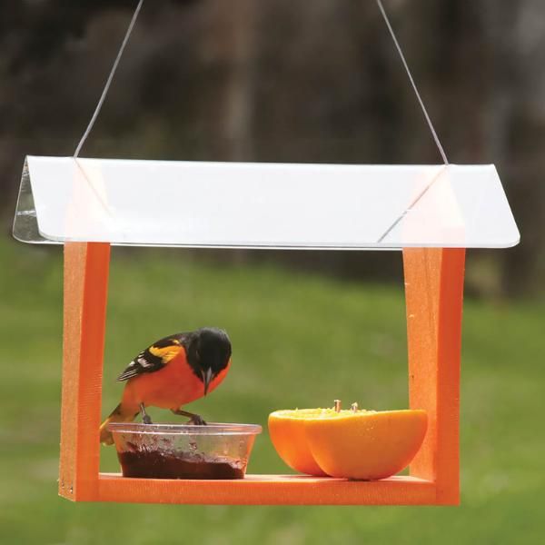 Oriole deals bird feeder